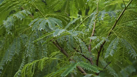 Lightly-swaying-plant-in-the-wind-with-raindrops-hanging-on-leafs,-rainforest