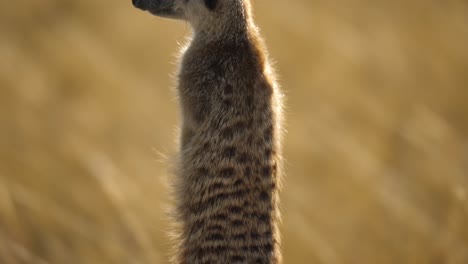 Meerkat-standing-upright-on-rock-in-natural-habitat,-Makgadikgadi-Pans,-Botswana