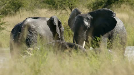 Elefantes-Africanos-En-El-Agua-Del-Estanque-Divirtiéndose,-Cierran-En-Cámara-Lenta-De-Fotograma-Completo