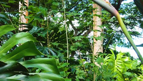 HD-Hawaii-Kauai-Zeitlupe-Boomt-Aus-Einem-üppigen-Wald-Und-Enthüllt-Eine-Paradiesvogelblume