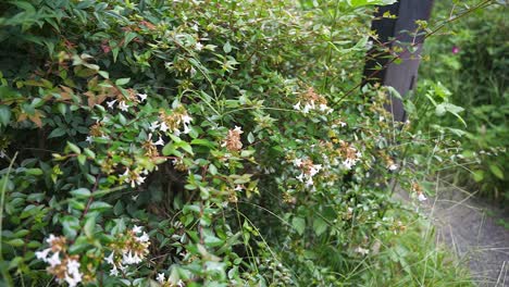 Polilla-Colibrí-Buscando-Néctar-En-Flores-Blancas