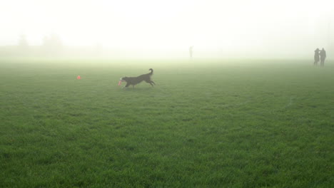 Incredible-athletic-Border-Collie-dog-runs-across-green-grass-in-a-misty-park-and-catches-a-frisbee-in-the-morning-fog