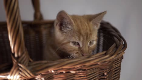 Cute-ginger-kitten-sitting-in-a-basket-medium-shot