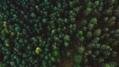 Aerial-top-view-forest,-Ecosystem-and-healthy-environment-concepts-and-background,-Texture-of-forest-view-from-above