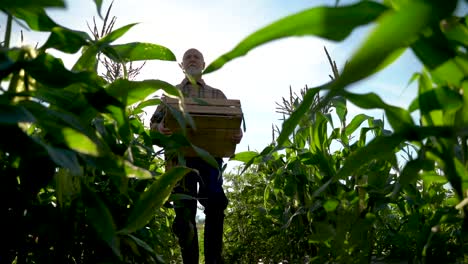 Slow-motion-wide-angle-shot-of-farmer-holding-box-of-organic-vegetables-walking-toward-camera-down-row-of-plants-into-the-sun