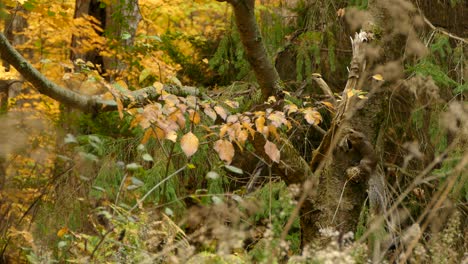 Nature---Squirrel-in-Beautiful-Forest-Environment-in-Fall-Season,-Static-Tripod-view
