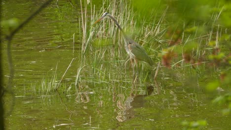 Great-Blue-Heron-patiently-waits-in-water-for-prey-to-come-into-striking-range