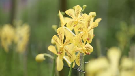 Close-Up-Footage-of-Beautiful-Yellow-Orchid