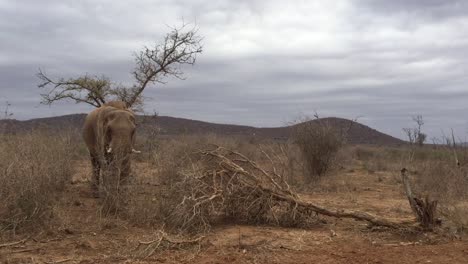 Afrikanischer-Elefant-Steht-In-Der-Nähe-Eines-Umgestürzten-Baumes-Im-Trockenen,-Bewölkten-Madikwe
