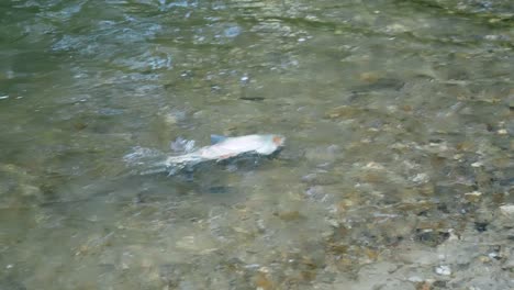Rainbow-Trout-Swimming-And-Spawning-On-The-Shallow-Rocky-River