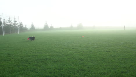 Un-Cachorro-De-Collie-Fronterizo-Corre-A-Través-De-Un-Campo-De-Fútbol-Con-Niebla-Por-La-Mañana-Y-Atrapa-Un-Frisbee-Rojo-En-Cámara-Lenta