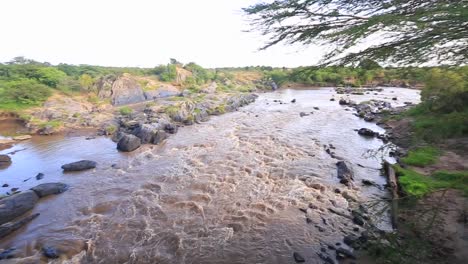 Pan-tilt-to-brown-muddy-Mara-River-rapids-in-Masai-Mara,-Kenya