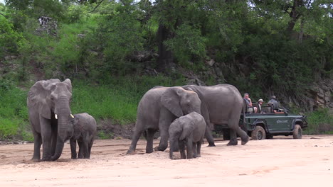 Tourists-on-an-African-safari-watch-a-herd-of-elephants-in-a-riverbed-from-the-safety-of-the-vehicle-at-the-Timbavati-Game-Reserve,-South-Africa