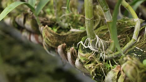 Close-Up-Footage-of-Orchid-Coconut-Pot-in-The-Farm
