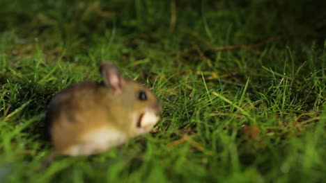 Close-up-of-field-mouse-snatching-food-off-the-ground-before-scurrying-off