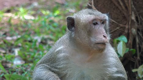 Close-Shot-of-a-Macaque-Monkey-Looking-Around-and-into-the-Camera