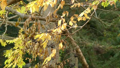 Golden-Gekröntes-Kinglet-Hüpft-Um-Einen-Ast-Herum,-Umgeben-Von-Gelben-Herbstblättern