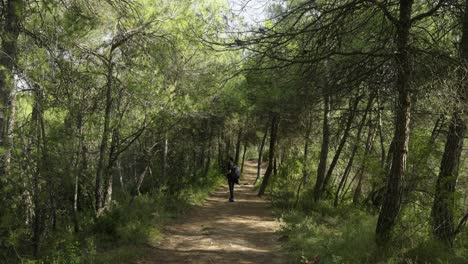 Male-walks-through-green-forest-surrounded-by-trees-and-takes-photos-from-a-dirt-trail