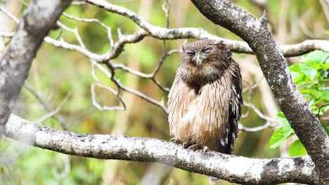 Brown-Fish-Owl-grooming-,-preening-its-feathers-to-keep-them-clean-in-forest