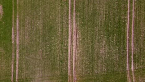 Aerial-view-of-lines-of-tractor-tracks-and-crops-freshly-planted-in-a-field-in-spring,-farming-agriculture-and-food-production,-copy-space,-descending-wide-angle-birds-eye-drone-shot