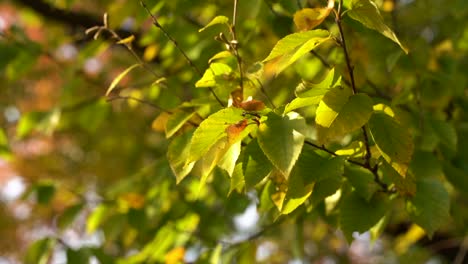 Bunte-Blätter-Im-Wind-Während-Der-Herbstsaison