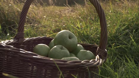 Basket-of-ripe-green-apples-in-summer-meadow-panning-medium-shot