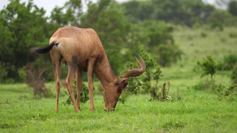 Female-Red-Hartebeest-eats-bright-green-grass-after-light-African-rain