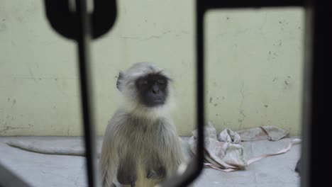 Homeless-monkey-in-the-compound-of-house