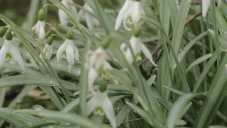 Withering-dying-snowdrop-flowers-after-rainfall-signal-change-of-season