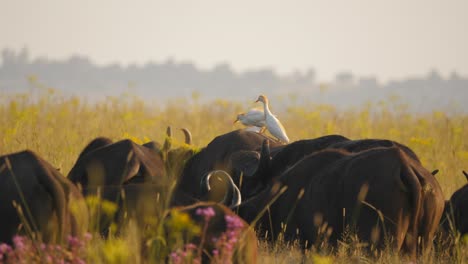 Cattle-Egret-birds-on-top-of-Cape-Buffalo-adults-and-calves-in-savannah,-pan-left-shot