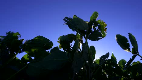 Soy-leaves-in-a-sown-field-seen-from-a-low-angle,-backlit-against-a-deep-blue-sky
