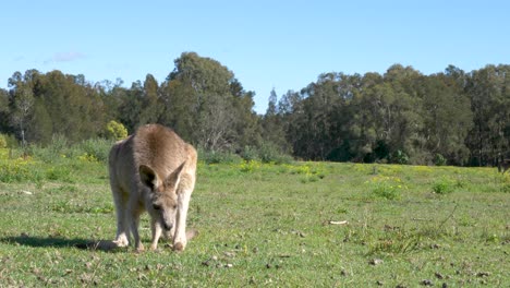 Ein-Junges-Känguru-Joey-Steht-Auf-Einer-Grasbewachsenen-Koppel-Und-Kratzt-Sich-Mit-Seiner-Langen-Pfote-Am-Gesicht