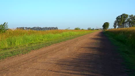 A-dirt-road-running-along-a-corn-field-in-the-countryside-late-in-the-afternoon