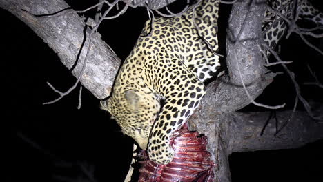 Leopard,-illuminated-by-spotlight,-feeds-on-kill-in-tree-at-night
