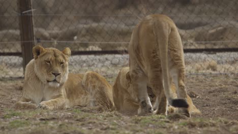 lioness-greets-her-sister-and-nuzzle-each-other