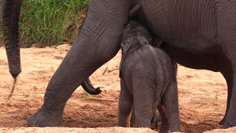 Ein-Sehr-Junges-Elefantenkalb,-Das-An-Der-Brust-Seiner-Mutter-Säugt