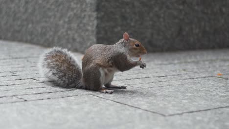 Eichhörnchen-Fressen-Im-Stadtgebiet-Von-New-York,-9-11-Monument-Und-Museum,-USA