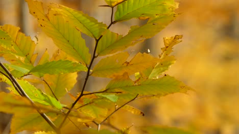 Autumn-leaf-turning-yellow-with-a-little-of-green-left