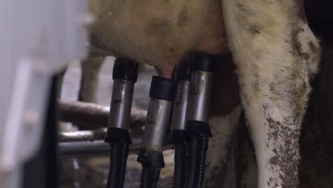 Ordeñando-Vacas-Usando-Equipos-Del-Sistema-De-Ordeño-Dentro-De-Un-Establo