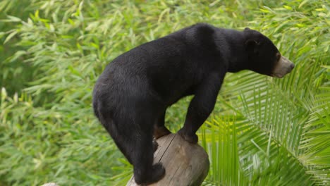 sun-bear-stands-on-log-looking-for-food