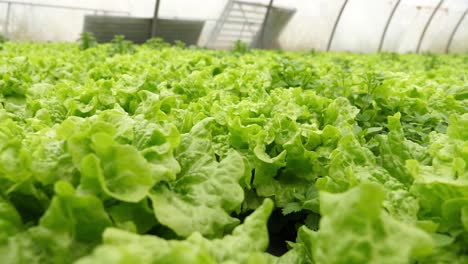 Close-up-shot-of-lettuce-in-greenhouse-on-vegetable-farm