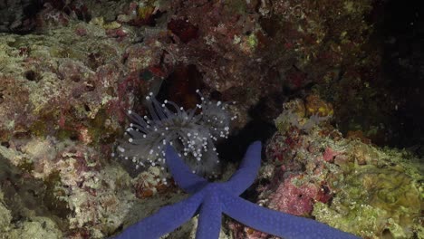 Sea-anemone-attacking-blue-star-at-night,-wide-angle-shot