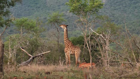 Große-Erwachsene-Giraffe-Frisst-Blätter-Von-Der-Baumkrone,-Während-Impalas-In-Der-Nähe-Grasen