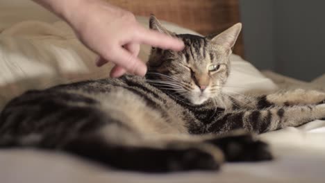Young-striped-tabby-cat-enjoying-attention-from-owner-medium-shot