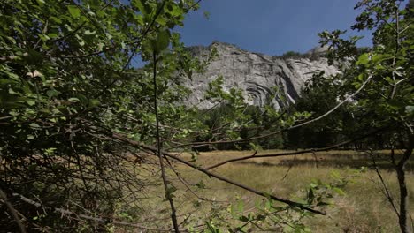 Slow-Pan-Right-Beside-Tree-On-Valley-Floor-In-Yosemite-WIth-Cliffs-In-The-Background
