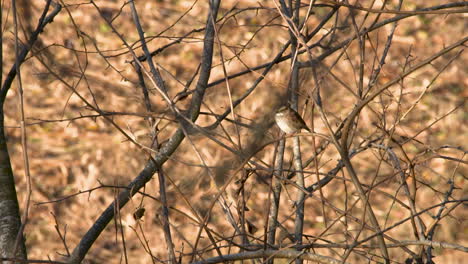 Sparrow-in-a-winter-forest