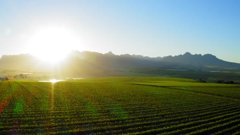 Rückwärts-über-Grünen-Weinbergen-Auf-Dem-Bauernhof-Bei-Sonnenaufgang-Mit-Blauen-Bergen-Im-Hintergrund,-Luftaufnahme,-Stellenbosch,-Kapstadt