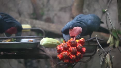 A-palm-cockatoo--was-enjoying-his-lunch