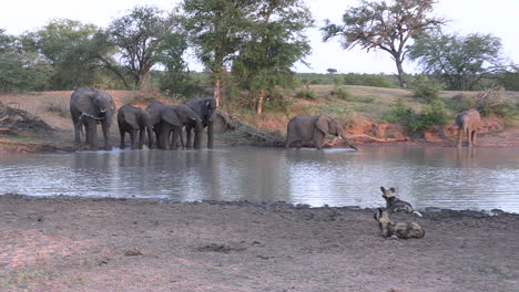 Long-zoom-out-of-elephants-and-wild-dogs-by-waterhole-in-bushland