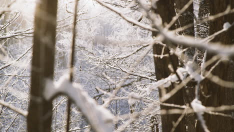 Wunderschöne-Majestätische-Winterurlaubsszene-Mit-Bäumen-Und-Ästen-In-Einem-Dichten,-Mit-Weißem-Schnee-Bedeckten-Wald-An-Einem-Sonnigen-Tag,-Handschwenk-Nach-Links,-Selektiver-Fokus